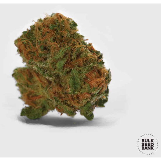 Auto COCOPOPO